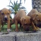 Con sus hermanos ( 2 meses )